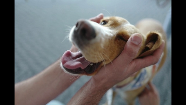 Video Reference: Hand, Dog, Gesture, Carnivore, Finger, Whiskers, Working animal, Dog breed, Companion dog, Happy