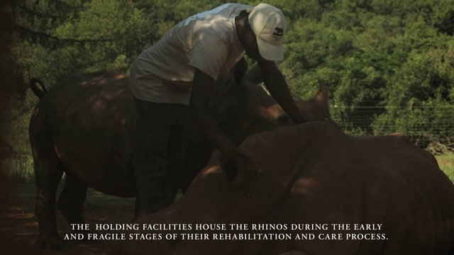 Video Reference: Working animal, Tree, Adaptation, Terrestrial animal, Elephant, Grass, Grassland, Recreation, Pack animal, Landscape