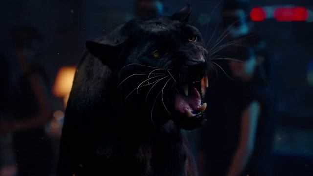 Video Reference: Felidae, Carnivore, Jaw, Fang, Whiskers, Roar, Small to medium-sized cats, Terrestrial animal, Snout, Big cats