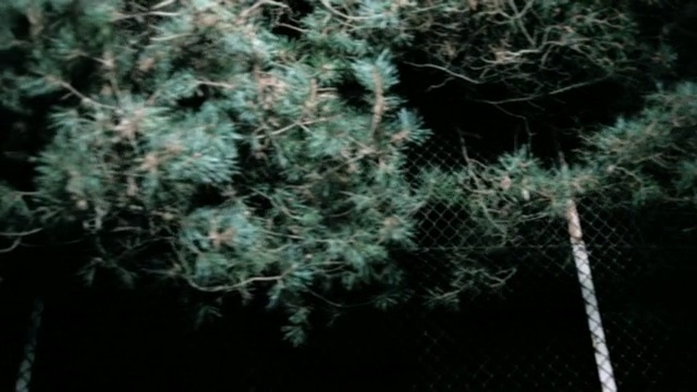 Video Reference: Plant, Terrestrial plant, Underwater, Twig, Grass, Pattern, Marine biology, Forest, Reef, Coral reef