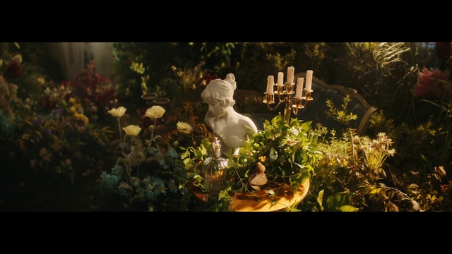 Video Reference: Plant, Flower, Window, Grass, Natural landscape, People in nature, Petal, Tints and shades, Font, Art