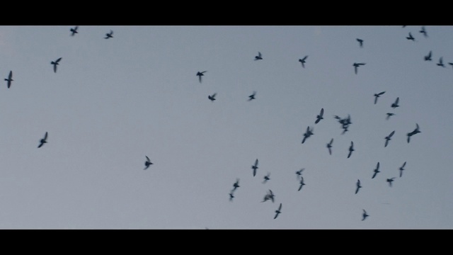 Video Reference: Bird, Sky, Animal migration, Bird migration, Flock, Wing, Wildlife
