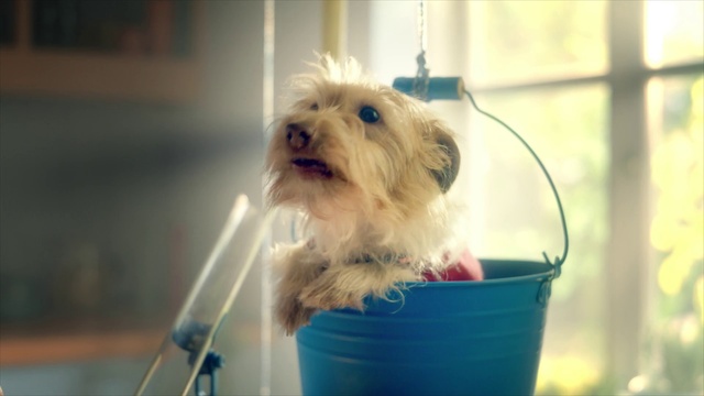 Video Reference: Dog, Dog breed, Carnivore, Dog supply, Fawn, Companion dog, Garden hose, Toy dog, Snout, Small terrier