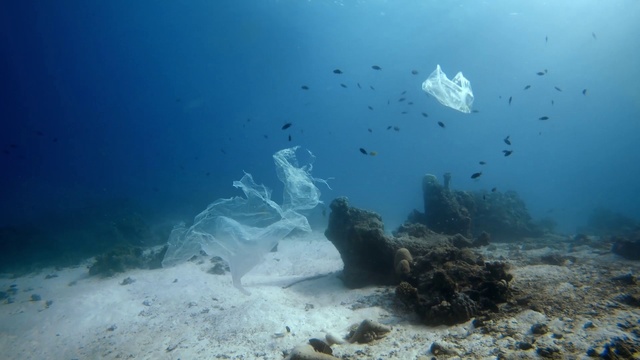 Video Reference: Water, Fluid, Underwater, Body of water, Fish, Fin, Coastal and oceanic landforms, Marine biology, Coral, Coral reef