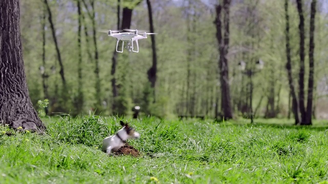 Video Reference: Plant, Vertebrate, Green, Aircraft, Natural environment, Wood, Tree, Airplane, Fawn, Grass