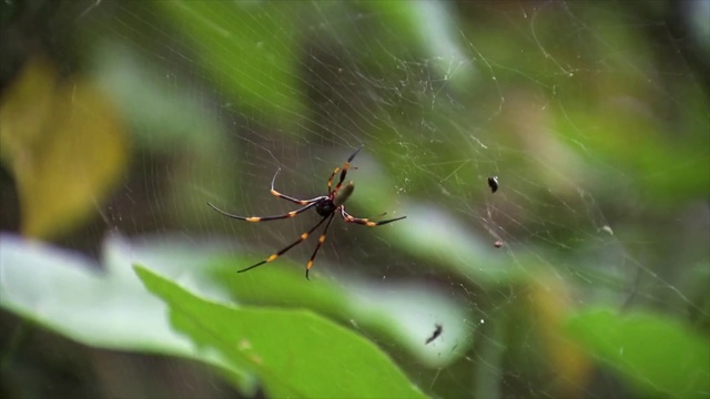 Video Reference: Arthropod, Insect, Terrestrial plant, Plant, Spider, Pest, Spider web, Arachnid, Invertebrate, Close-up