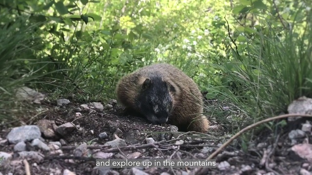 Video Reference: Plant community, Plant, Carnivore, Organism, Adaptation, Terrestrial animal, Terrestrial plant, Groundcover, Grizzly bear, Snout