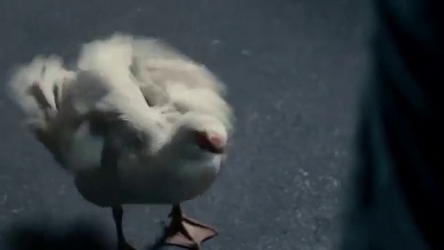 Video Reference: Bird, Water, Beak, Feather, Seabird, Wing, Tail, Dog breed, Ducks, geese and swans, Wildlife