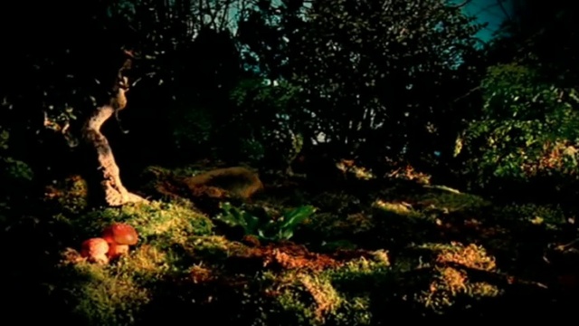 Video Reference: Plant, Natural landscape, People in nature, Branch, Wood, Tree, Deciduous, Trunk, Landscape, Grass