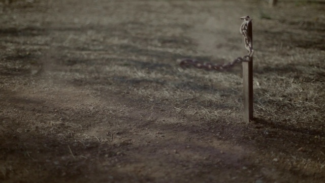 Video Reference: Wood, Grey, Road surface, Grass, Asphalt, Grassland, Landscape, Monochrome photography, Monochrome, Road