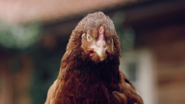 Video Reference: Bird, Primate, Beak, Terrestrial animal, Snout, Falconiformes, Feather, Accipitriformes, Fur, Bird of prey