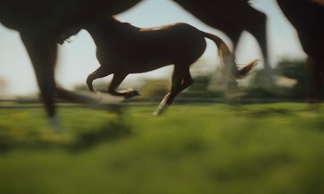 Video Reference: Plant, Fawn, Grass, Liver, Terrestrial animal, Dog breed, Tints and shades, Wood, Tail, Grazing