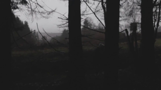 Video Reference: Sky, Natural landscape, Branch, Wood, Twig, Trunk, Tree, Plant, Landscape, Tints and shades