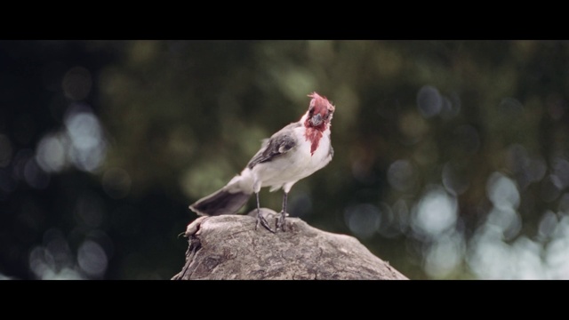 Video Reference: Bird, Plant, Beak, Wing, Feather, Twig, Tail, Wood, Perching bird, Wildlife