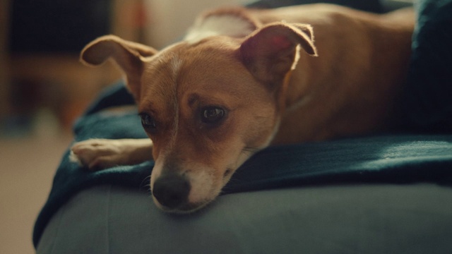 Video Reference: Dog, Carnivore, Dog breed, Ear, Fawn, Companion dog, Snout, Whiskers, Comfort, Toy dog
