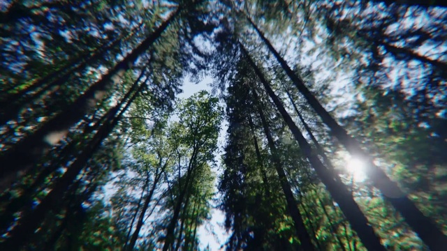 Video Reference: Ecoregion, Sky, Wood, Natural landscape, Twig, Trunk, Terrestrial plant, Tree, Evergreen, Grass