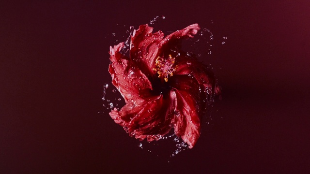 Video Reference: Flower, Petal, Liquid, Water, Magenta, Flowering plant, Moisture, Plant, Carmine, Darkness