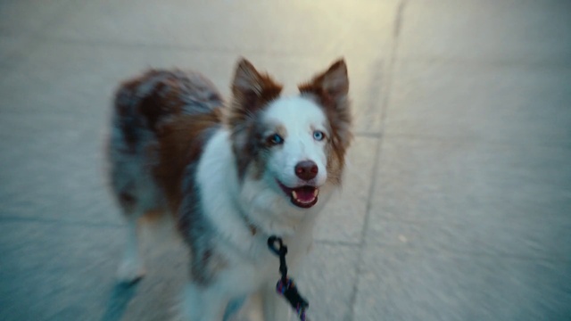 Video Reference: Dog, Dog breed, Carnivore, Companion dog, Whiskers, Snout, Herding dog, Door, Sporting Group, Canidae