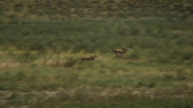 Video Reference: Carnivore, Big cats, Fawn, Terrestrial animal, Felidae, Grassland, Landscape, Grass, Meadow, Prairie