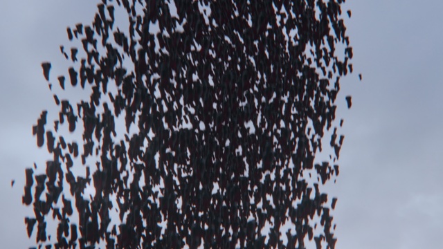 Video Reference: Sky, Plant, Tree, Font, Pattern, Electric blue, Event, Metal, Circle, Water