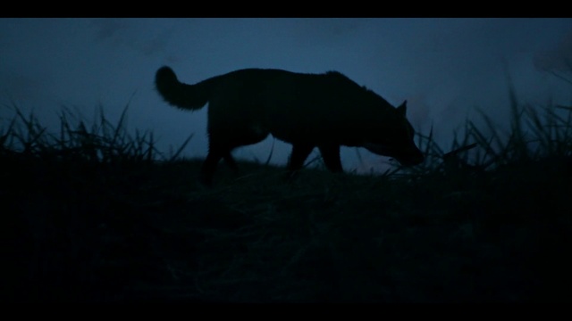 Video Reference: Sky, Plant, Rhinoceros, Grass, Natural landscape, Grassland, Grazing, Terrestrial animal, Horn, Plain