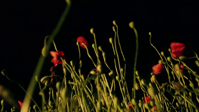 Video Reference: Flower, Plant, Petal, People in nature, Natural landscape, Terrestrial plant, Grass, Flowering plant, Meadow, Grass family