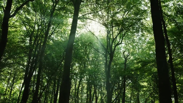 Video Reference: Ecoregion, People in nature, Tree, Sky, Natural landscape, Wood, Terrestrial plant, Trunk, Biome, Grass