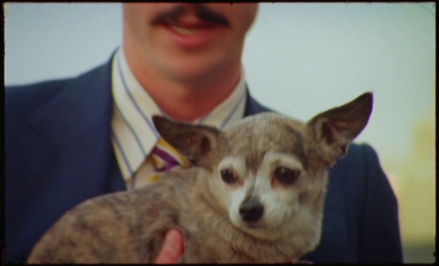Video Reference: Glasses, Dog, Organ, Tie, Carnivore, Ear, Dog breed, Fawn, Companion dog, Whiskers