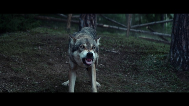 Video Reference: Dog, Carnivore, Dog breed, Flash photography, Companion dog, Snout, Whiskers, Tail, Sporting Group, Grass