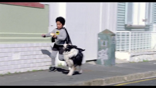 Video Reference: Dog, Carnivore, Dog breed, Window, Building, Companion dog, Street fashion, Herding dog, Sporting Group, Leash