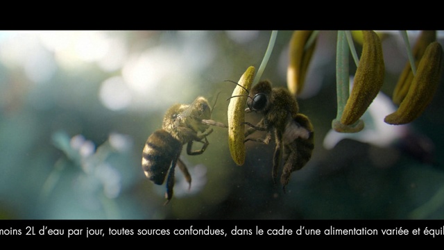 Video Reference: Pollinator, Insect, Arthropod, Plant, Honeybee, Organism, Adaptation, Pest, Halictidae, Terrestrial plant