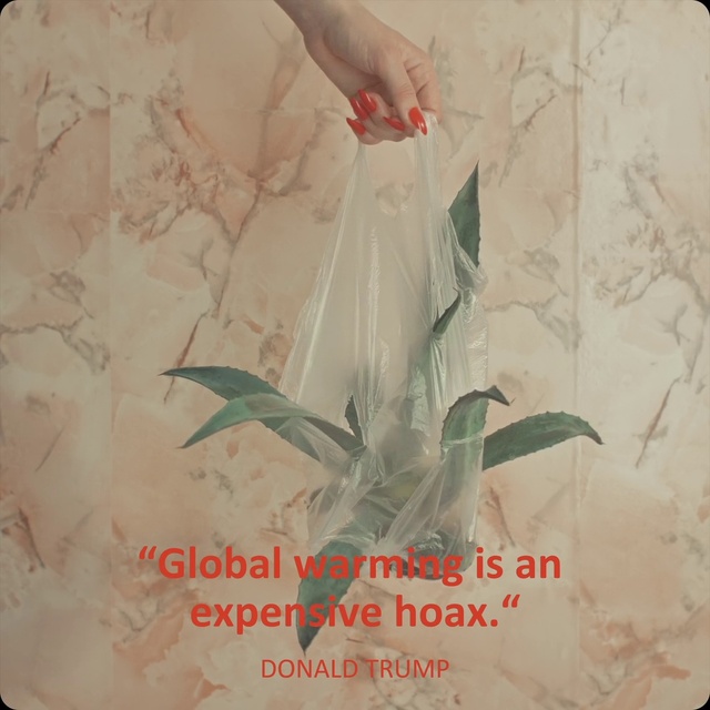 Video Reference: Leaf, Plant, Botany, Organism, Petal, Branch, Creative arts, Terrestrial plant, Twig, Flower