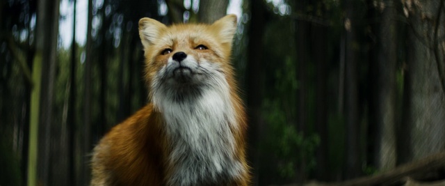 Video Reference: Hair, Eye, Carnivore, Dog breed, Whiskers, Fawn, Tree, Terrestrial animal, Snout, Companion dog
