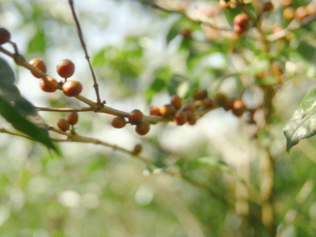 Video Reference: Twig, Terrestrial plant, Plant, Fruit tree, Flowering plant, Macro photography, Plant stem, Bud, Grass, Blossom