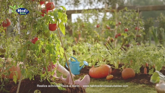 Video Reference: Food, Plant, Fruit, Natural foods, Vegetable, Flowering plant, Local food, Produce, Tree, Whole food