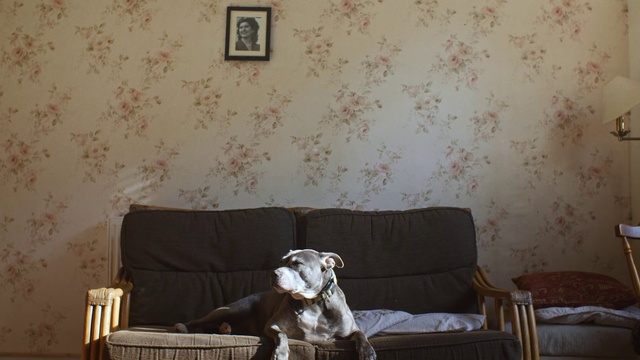 Video Reference: Brown, Furniture, Couch, Table, Dog, Comfort, Building, Wood, Interior design, studio couch