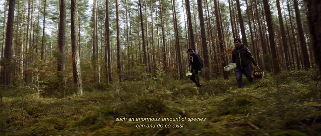 Video Reference: Plant, Tree, Natural landscape, People in nature, Wood, Terrestrial plant, Trunk, Grass, Landscape, Sky