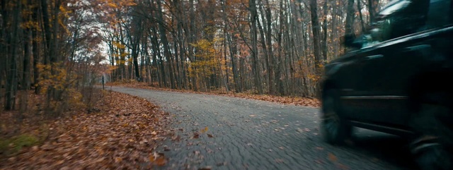 Video Reference: Plant, Leaf, Tire, Road surface, Asphalt, Wood, Natural landscape, Branch, Tree, Trunk