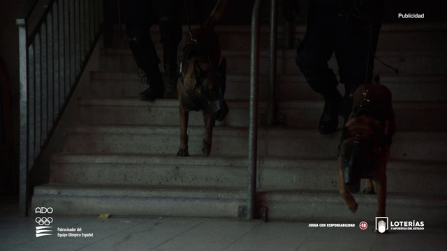 Video Reference: Fawn, Dog, Carnivore, Dog breed, Stairs, Darkness, Flash photography, Midnight, Shadow, Companion dog