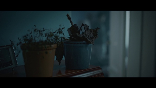 Video Reference: Flowerpot, Plant, Houseplant, Flash photography, Wood, Tints and shades, Art, Darkness, Visual arts, Room
