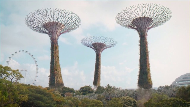 Video Reference: Sky, Plant, Plant community, Nature, Natural landscape, Tree, Terrestrial plant, Vegetation, Biome, Atmospheric phenomenon