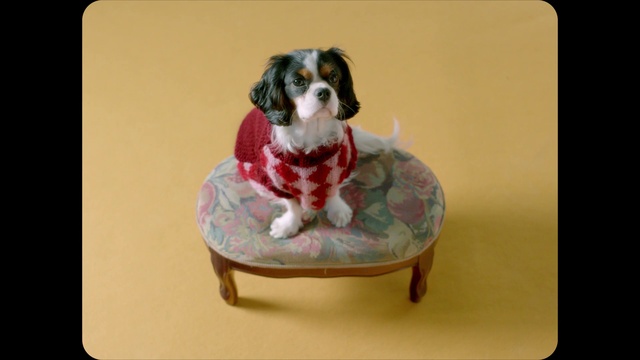 Video Reference: Dog, Dog supply, Dog breed, Product, Carnivore, Rectangle, Pet supply, Companion dog, Dishware, Collar