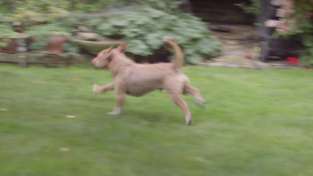 Video Reference: Dog, Plant, Carnivore, Dog breed, Fawn, Grass, Companion dog, Tail, Canidae, Liver