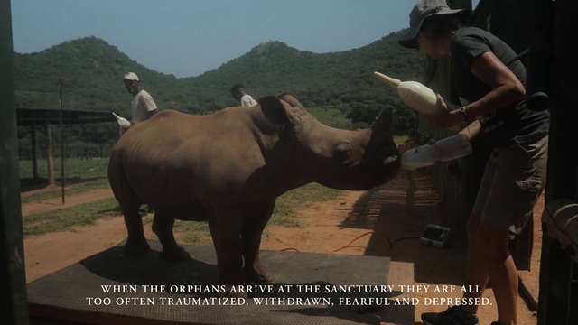 Video Reference: Sky, Elephant, Working animal, Organism, Indian elephant, Adaptation, Terrestrial animal, Tree, Travel, Landscape