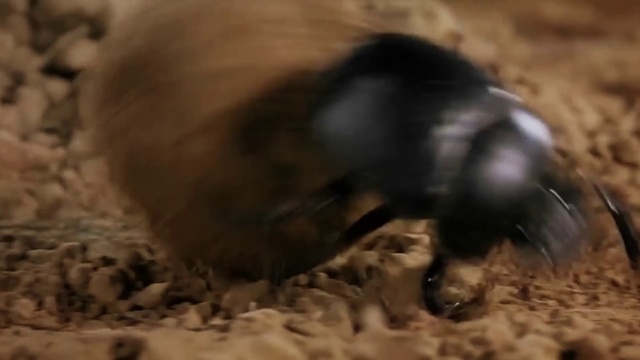 Video Reference: Terrestrial animal, Dog breed, Pest, Marsupial, Soil, Fur, Working animal, Tail, Canidae, Wildlife