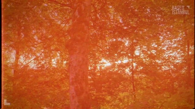 Video Reference: Brown, Amber, Orange, Wood, Plant, Tree, Ingredient, Tints and shades, Cuisine, Peach