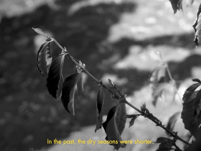 Video Reference: Leaf, Nature, Black, Plant, Branch, Twig, Black-and-white, Style, Natural landscape, Monochrome photography