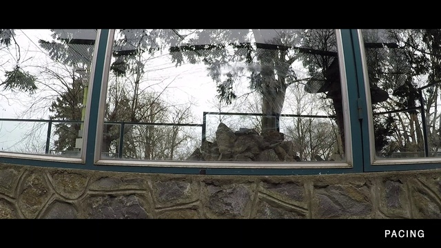 Video Reference: Window, Building, Tree, Shade, Plant, Twig, Wood, Sky, Tints and shades, Felidae