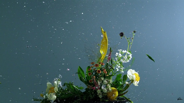 Video Reference: Flower, Water, Plant, Petal, Terrestrial plant, Sky, Liquid, Natural landscape, Grass, Art