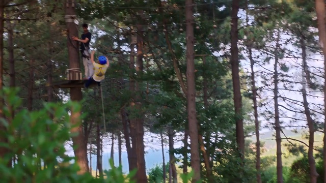 Video Reference: Plant, Tree, Trunk, Terrestrial plant, Wood, Natural landscape, Forest, Leisure, Fun, Jungle